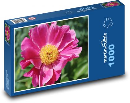 Růžová pivoňka - růžová květina, rostlina - Puzzle 1000 dílků, rozměr 60x46 cm