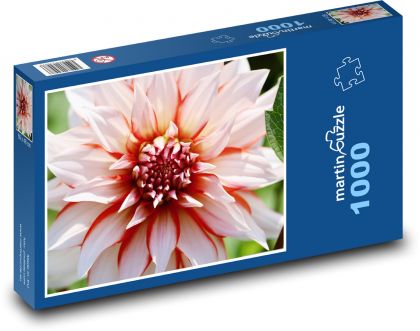 Jiřina - červená, bílá - Puzzle 1000 dílků, rozměr 60x46 cm