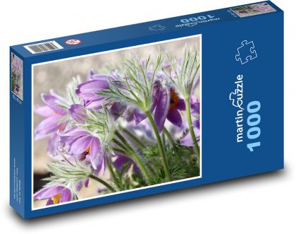 Koniklec - fialová květina, rostlina - Puzzle 1000 dílků, rozměr 60x46 cm