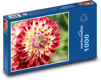Dahlienblüte - Pflanze, Garten - Puzzle - 1000 Teile
