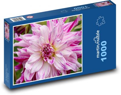 Růžová jiřina - květina, zahrada - Puzzle 1000 dílků, rozměr 60x46 cm