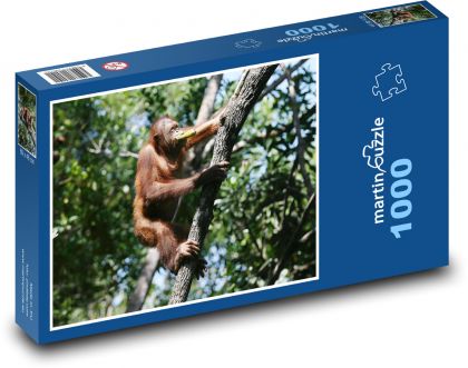 Orangutan - opica, lezenie na strom - Puzzle 1000 dielikov, rozmer 60x46 cm