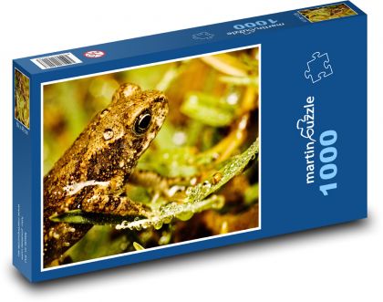Frog - amphibian, animal - Puzzle 1000 pieces, size 60x46 cm 