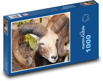 Ovce - zvíře, rohy - puzzle 1000 dílků
