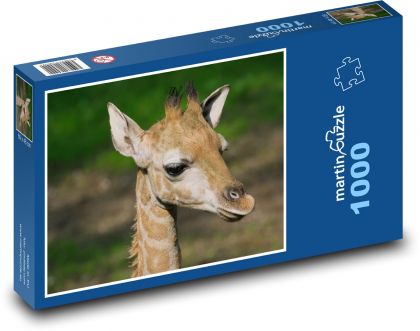 Žirafa - mládě, savec - Puzzle 1000 dílků, rozměr 60x46 cm