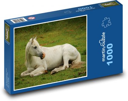 Bílý kůň - hřebec, čistokrevný arabský - Puzzle 1000 dílků, rozměr 60x46 cm