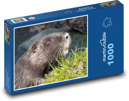 Nutrie - vodní zvíře, potok  - Puzzle 1000 dílků, rozměr 60x46 cm