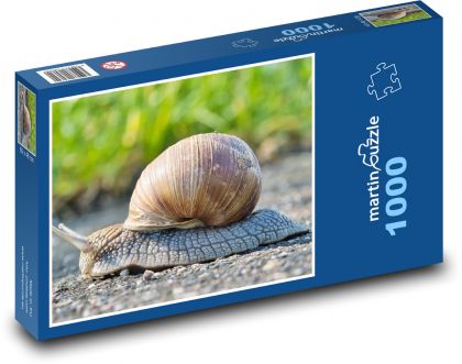 Hlemýžď - měkkýš, skořápka - puzzle 1000 dílků