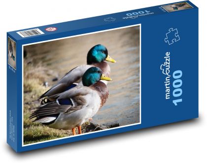 Enten - Wildenten, Vögel - Puzzle - 1000 Teile