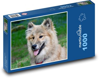 Eurasier - pies, zwierzę - Puzzle 1000 elementów, rozmiar 60x46 cm