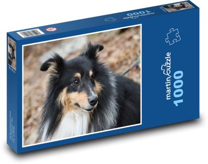 Tříbarevný Shetlandský ovčák - pes, evropské plemeno - Puzzle 1000 dílků, rozměr 60x46 cm