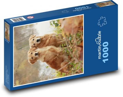 Dogs - golden retriever, pets - Puzzle 1000 pieces, size 60x46 cm 