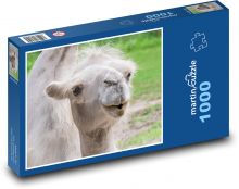 Velbloud - zvíře, zoo Puzzle 1000 - 60x46 cm