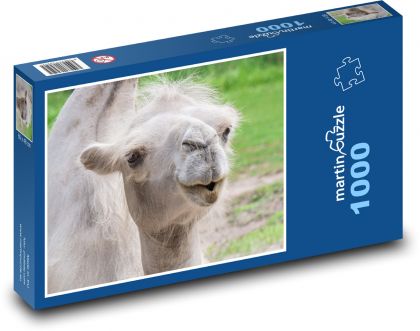 Velbloud - zvíře, zoo - Puzzle 1000 dílků, rozměr 60x46 cm