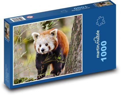 Panda ruda - zwierzę, misiek - Puzzle 1000 elementów, rozmiar 60x46 cm