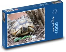 Żółw - gad, zwierzę Puzzle 1000 elementów - 60x46 cm