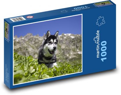 Sibiřský husky - pes, mazlíček - Puzzle 1000 dílků, rozměr 60x46 cm