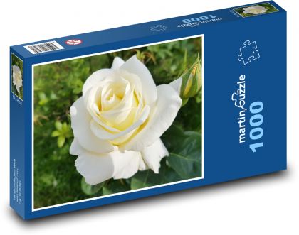 Bílá růže - květina, zahrada - Puzzle 1000 dílků, rozměr 60x46 cm