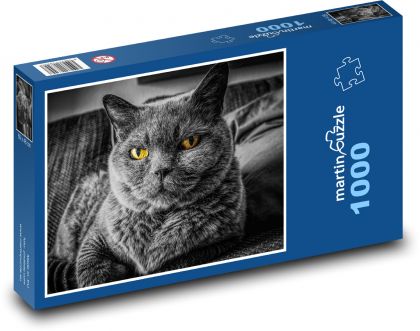 Brytyjski kot krótkowłosy - Puzzle 1000 elementów, rozmiar 60x46 cm