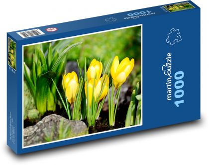 Krokusy - jarné kvety, žlté kvety - Puzzle 1000 dielikov, rozmer 60x46 cm