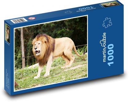 Lion - animal, king of the jungle - Puzzle 1000 pieces, size 60x46 cm 