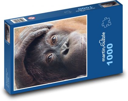 Orangutan - primate, animal - Puzzle 1000 pieces, size 60x46 cm 