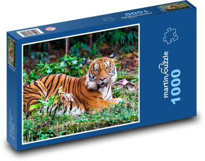 Tiger - predátor, mäsožravec - Puzzle 1000 dielikov, rozmer 60x46 cm
