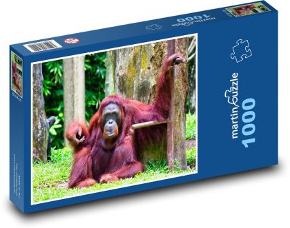 Orangutan - zvíře, opice - Puzzle 1000 dílků, rozměr 60x46 cm