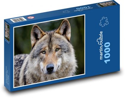 Grey wolf - animal, predator - Puzzle 1000 pieces, size 60x46 cm 