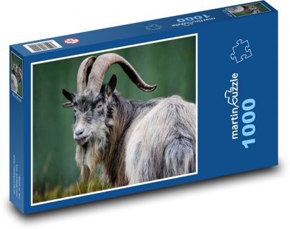 Goat - mammal, ruminant - Puzzle 1000 pieces, size 60x46 cm 