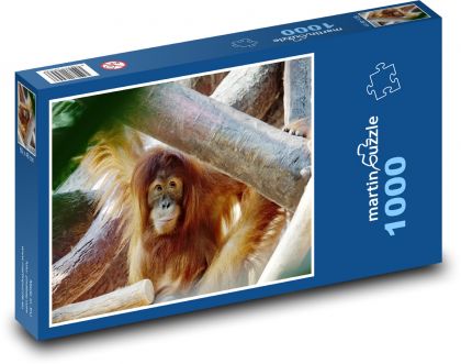Orangutan - zviera, opica - Puzzle 1000 dielikov, rozmer 60x46 cm