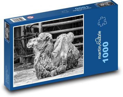 Camel - animal, zoo - Puzzle 1000 pieces, size 60x46 cm 
