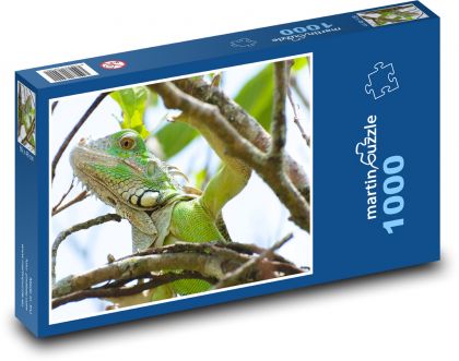 Leguán - plaz, zvíře - Puzzle 1000 dílků, rozměr 60x46 cm