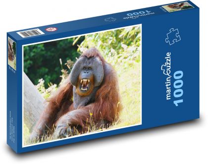 Orangutan - opice, zvíře - Puzzle 1000 dílků, rozměr 60x46 cm