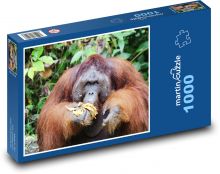 Orangutan - zviera, opica Puzzle 1000 dielikov - 60 x 46 cm 