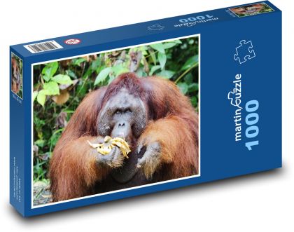 Orangutan - zvíře, opice  - Puzzle 1000 dílků, rozměr 60x46 cm