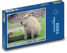 Capybara - animal, zoo Puzzle 1000 pieces - 60 x 46 cm 