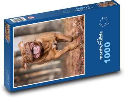 Dane of Bordeaux - zviera, pes - Puzzle 1000 dielikov, rozmer 60x46 cm