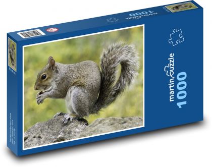 Eichhörnchen - Nagetier, Tier - Puzzle - 1000 Teile