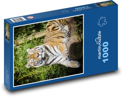 Tygr - velká kočka, savec - Puzzle 1000 dílků, rozměr 60x46 cm