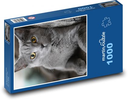 Kot - zwierzę domowe, brytyjski krótkowłosy - Puzzle 1000 elementów, rozmiar 60x46 cm