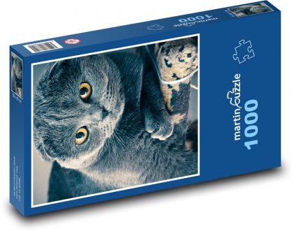 Schottische Katze - Tier, Haustier - Puzzle - 1000 Teile