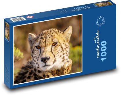 Gepard - divoké zvíře, kočka - Puzzle 1000 dílků, rozměr 60x46 cm