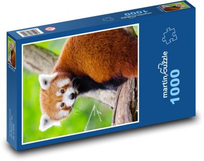 Panda červená - zvíře, roztomilý - Puzzle 1000 dílků, rozměr 60x46 cm