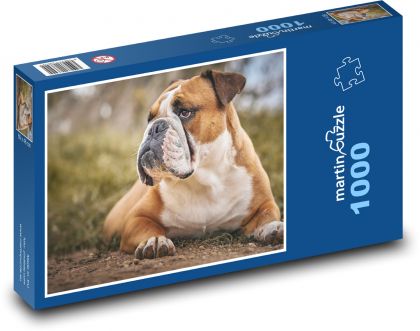 Buldog - pies, zwierzę - Puzzle 1000 elementów, rozmiar 60x46 cm