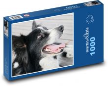 Border Collie - Dog, Pet Puzzle 1000 pieces - 60 x 46 cm 