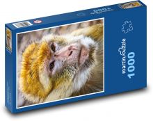 Barbarská opice - zvíře, savec Puzzle 1000 - 60x46 cm