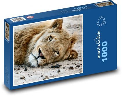 Lev - zvíře, savec - Puzzle 1000 dílků, rozměr 60x46 cm
