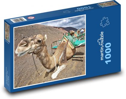 Velbloud - zvíře, poušť - Puzzle 1000 dílků, rozměr 60x46 cm