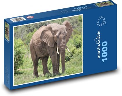 Slon - zvíře, safari - Puzzle 1000 dílků, rozměr 60x46 cm